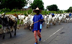 ACF to Afenifere: Stop branding Fulani herdsmen as criminals