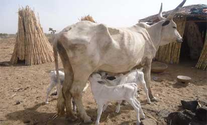 India to give cows ID cards
