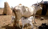 How fake news of poisoned cows rattled meat consumers in Kwara