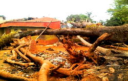 Fear haunts community as 200-year-old tree goes down… destroys building