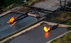 Niger Delta ecosystem: Stakeholders advocate concerted research efforts