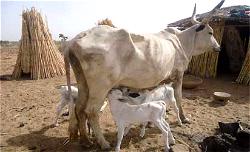 Video: Angry cow attacks Herdsman in Sokoto