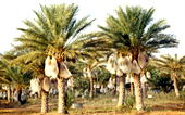 FG moves to institutionalise Agric policy