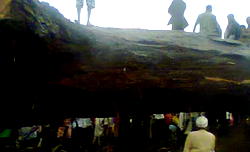 Ancient tree falls, kills over 50