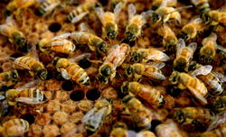 Decline of bees, butterfies threatens crop output – UN body