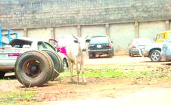 Murder at carnival: Teenager killed by friend, as Police seize celebration cow
