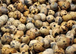 Quail Eggs: A super healing food