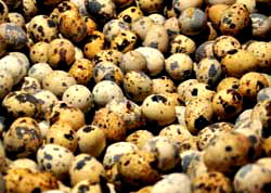 Quail Eggs: A super healing food