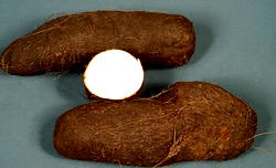 ‘Water yam slows down ageing process’