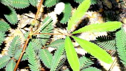 Nigerian develops solar cells from weed (Mimosa pudica)