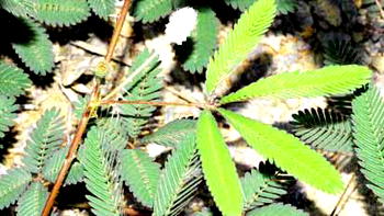Nigerian develops solar cells from weed (Mimosa pudica)