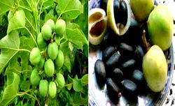 Using jatropha to fight desertification, alleviate poverty
