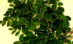 Nutritionist advises Nigerians on consumption of Moringa
