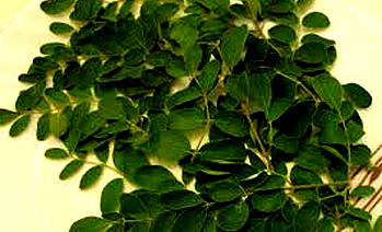 Nutritionist advises Nigerians on consumption of Moringa