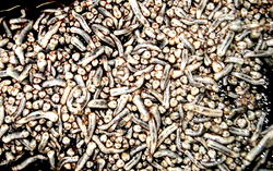 Housefly could save the world – Jason Drew