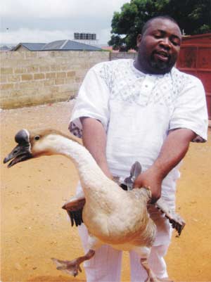 How to explore the good of Geese farming