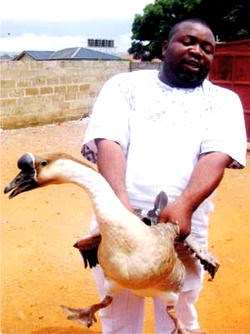 How to explore the good of Geese farming