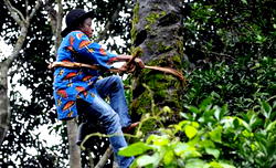 Palm wine tappers face tough climb to success