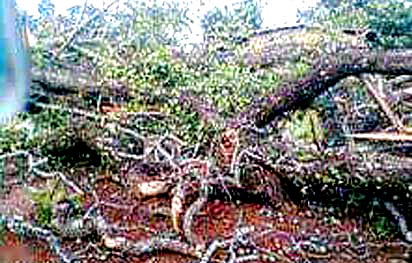 Collapse of an Iroko tree spreads fear in Nsukka town - Vanguard News