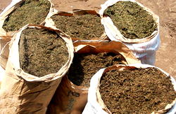 Thousands demand legalisation of cannabis in S.Africa