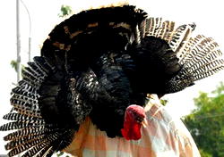 He stole the turkey, sausage because he does not have a job?