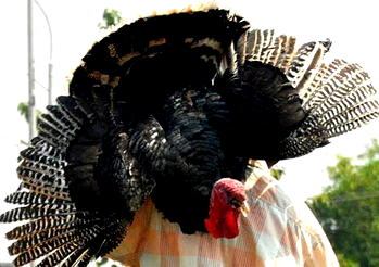 Man allegedly steals 100 turkeys, 40 cockerels