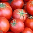 Dangote farms flags-off distribution of hybrid tomato seedlings to farmers in Kano‎