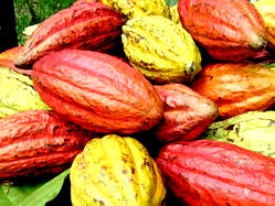 NBCC blames poor quality of Nigerian  cocoa on exporters
