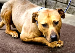 Dog arrested for mauling infant to death