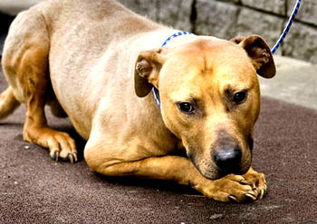 Keeping dogs, cats as pets unethical, Say Scientists
