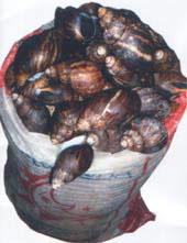 Benefits, Opportunities In Snail Farming - Vanguard News