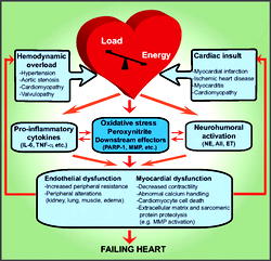 Stress, longer period in traffic increase heart diseases – Ihejieto