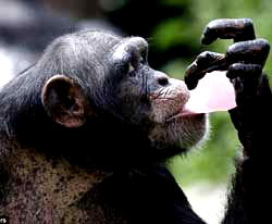 Breakthrough in long-lasting AIDS drugs in monkeys