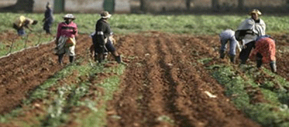 Rice backward integration policy attracts over $1.6bn investment