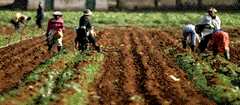 Boosting cotton production:  Why Nigeria needs  biosafety law