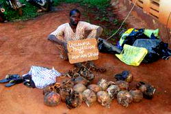 Police arrest man with 18 human skulls in Ogun