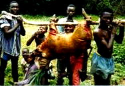 Ebola scare forces bush meat vendors in Abidjan to close shops