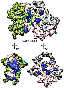 Researchers find key protein link in cancer growth