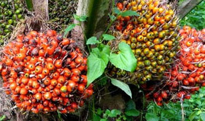 NGO, CBN inaugurate 10,000 hectares oil-palm plantation in Kogi