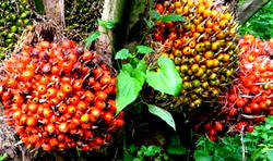 Palm oil: Dufil and the quest for backward integration
