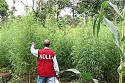 Two dead, 2 hospitalised after taking Indian hemp in Imo