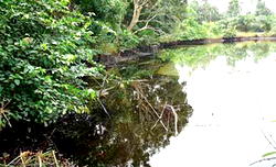 Ogoni now in double struggle