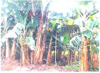 Man chops off neighbour’s ear over plantain