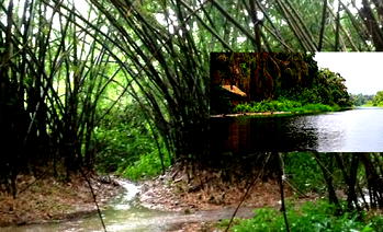 River Ethiope: Wonders of river that sprang from cotton tree