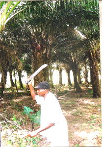 Obaseki targets 100,000-hectare oil palm plantation in 3 years