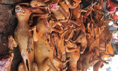 how much does dog meat cost