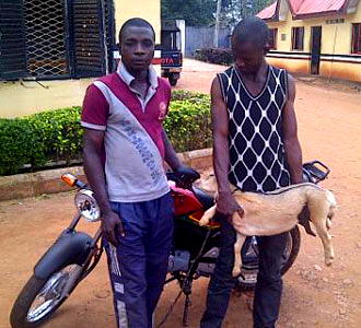 Man, 70, arraigned for stealing goat