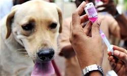 World rabies day: Security experts warn on danger of rabies virus