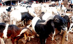 Sallah: NTIC kills 750 cows