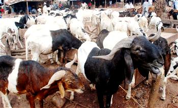 Scarcity of rams hit Hadejia as prices rise sharply